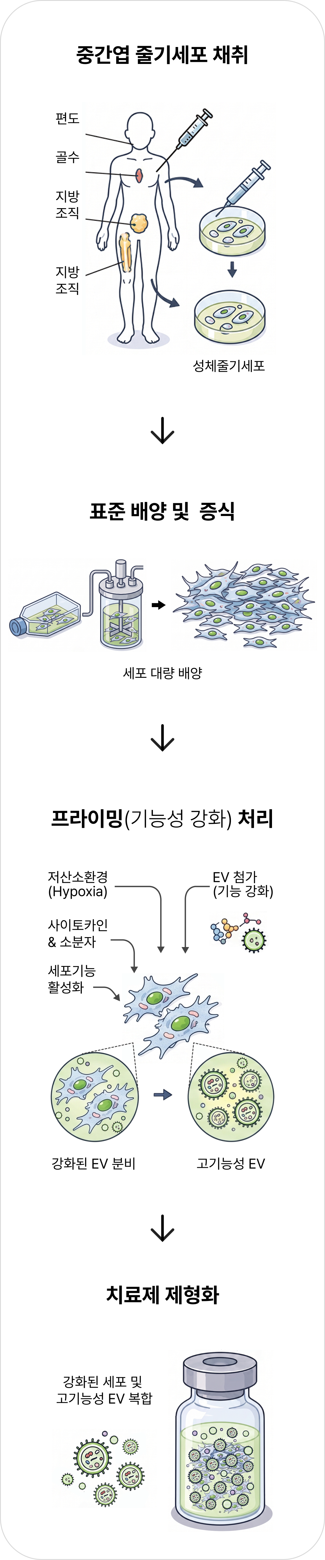 고기능성 세포치료제 및 EV 생산 4단계 공정 인포그래픽: ① 중간엽 줄기세포 채취 ② 표준 배양 및 증식 ③ 프라이밍(기능성 강화) 처리 ④ 치료제 제형화