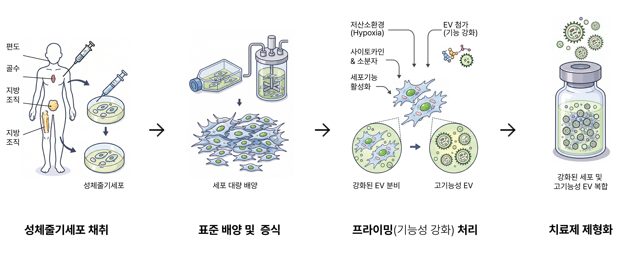 고기능성 세포치료제 및 EV 생산 4단계 공정 인포그래픽: ① 중간엽 줄기세포 채취 ② 표준 배양 및 증식 ③ 프라이밍(기능성 강화) 처리 ④ 치료제 제형화